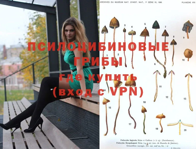 купить закладку  Полтавская  Галлюциногенные грибы Psilocybe 